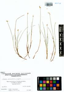 Carex pauciflora Lightf., Siberia, Baikal & Transbaikal region (S4) (Russia)
