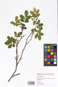 Rosa majalis Herrm., Eastern Europe, North-Western region (E2) (Russia)