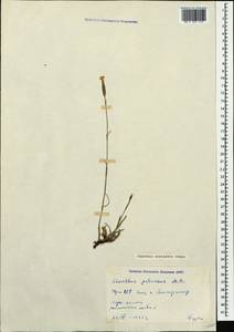 Dianthus cretaceus Adams, Caucasus, Armenia (K5) (Armenia)