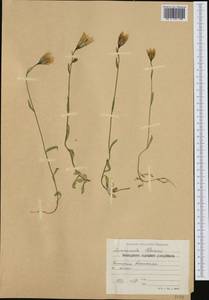 Campanula stevenii M.Bieb., Western Europe (EUR) (Bulgaria)