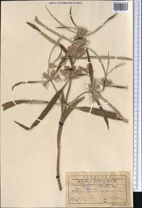 Phlomis salicifolia Regel, Middle Asia, Western Tian Shan & Karatau (M3) (Kazakhstan)