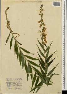 Digitalis ciliata Trautv., Caucasus, Stavropol Krai, Karachay-Cherkessia & Kabardino-Balkaria (K1b) (Russia)
