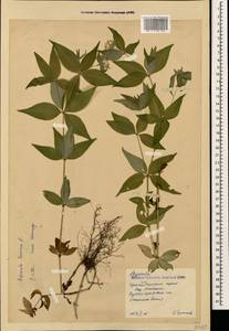 Asperula taurina L., Caucasus, Krasnodar Krai & Adygea (K1a) (Russia)
