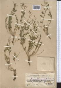 Haplophyllum versicolor Fisch. & C. A. Mey., Middle Asia, Syr-Darian deserts & Kyzylkum (M7) (Kazakhstan)