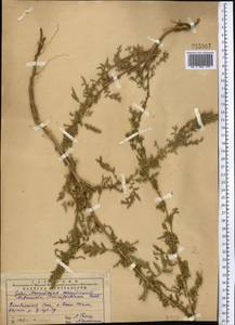 Artemisia tournefortiana Rchb., Middle Asia, Pamir & Pamiro-Alai (M2) (Uzbekistan)