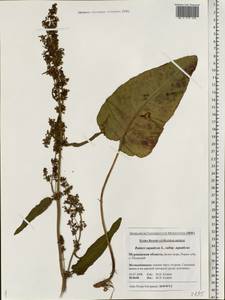 Rumex aquaticus L., Eastern Europe, Northern region (E1) (Russia)