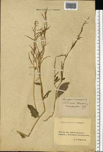 Rhamphospermum arvense (L.) Andrz. ex Besser, Eastern Europe, Rostov Oblast (E12a) (Russia)
