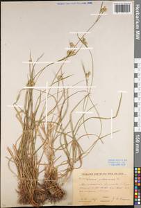 Carex pallescens L., Eastern Europe, Moscow region (E4a) (Russia)