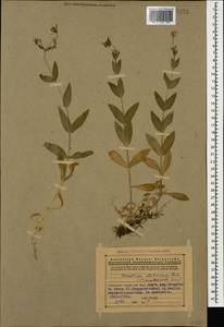Dichodon davuricum (Fisch. ex Spreng.) Á. Löve & D. Löve, Caucasus, Armenia (K5) (Armenia)