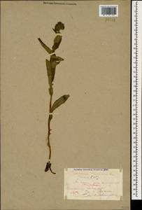 Pulmonaria mollis Wulfen ex Hornem., Caucasus, Stavropol Krai, Karachay-Cherkessia & Kabardino-Balkaria (K1b) (Russia)