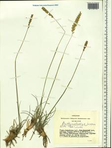 Psathyrostachys juncea (Fisch.) Nevski, Siberia, Altai & Sayany Mountains (S2) (Russia)