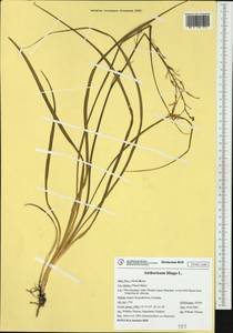 Anthericum liliago L., Western Europe (EUR) (Italy)