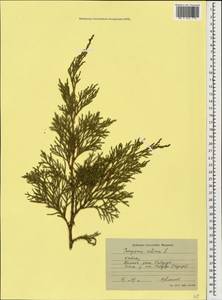 Juniperus sabina L., Caucasus, Stavropol Krai, Karachay-Cherkessia & Kabardino-Balkaria (K1b) (Russia)