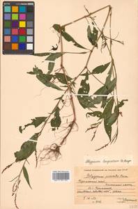 Persicaria longiseta (Bruijn) Kitag., Siberia, Russian Far East (S6) (Russia)
