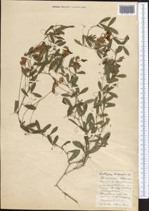 Lathyrus tuberosus L., Middle Asia, Northern & Central Kazakhstan (M10) (Kazakhstan)