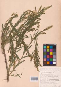 Genista tinctoria L., Eastern Europe, Lower Volga region (E9) (Russia)