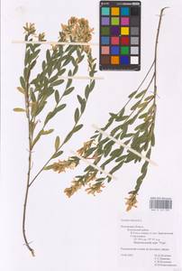 Genista tinctoria L., Eastern Europe, Central region (E4) (Russia)