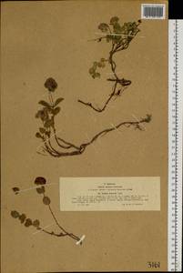 Hylotelephium ewersii (Ledeb.) H. Ohba, Siberia, Western (Kazakhstan) Altai Mountains (S2a) (Kazakhstan)