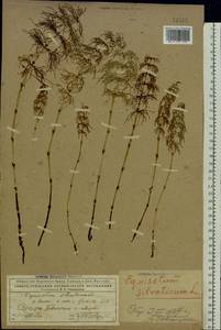Equisetum sylvaticum L., Eastern Europe, Northern region (E1) (Russia)