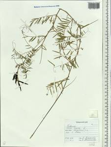Vicia cracca L., Siberia, Russian Far East (S6) (Russia)