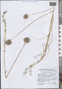 Allium sphaerocephalon L., Western Europe (EUR) (Spain)