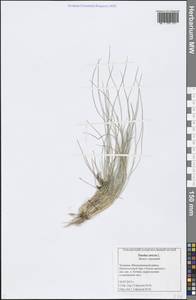 Nardus stricta L., Eastern Europe, Middle Volga region (E8) (Russia)