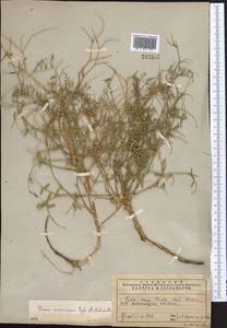 Vicia kokanica Regel & Schmalh., Middle Asia, Western Tian Shan & Karatau (M3) (Kazakhstan)