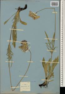 Lomelosia caucasica (M. Bieb.) Greuter & Burdet, Caucasus, Stavropol Krai, Karachay-Cherkessia & Kabardino-Balkaria (K1b) (Russia)