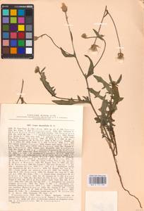 Crepis foetida subsp. rhoeadifolia (M. Bieb.) Celak., Eastern Europe, North Ukrainian region (E11) (Ukraine)