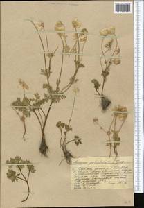 Anemone petiolulosa Juz., Middle Asia, Western Tian Shan & Karatau (M3) (Kazakhstan)