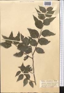 Celtis caucasica Willd., Middle Asia, Western Tian Shan & Karatau (M3) (Kyrgyzstan)