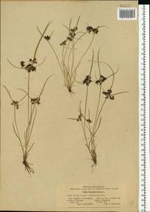 Cyperus fuscus L., Eastern Europe, Central forest-and-steppe region (E6) (Russia)