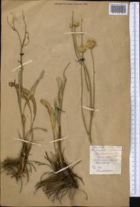 Klasea cardunculus (Pall.) Holub, Middle Asia, Northern & Central Kazakhstan (M10) (Kazakhstan)