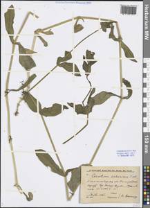 Dichodon davuricum (Fisch. ex Spreng.) Á. Löve & D. Löve, Middle Asia, Western Tian Shan & Karatau (M3) (Kyrgyzstan)