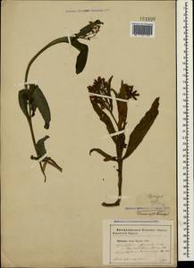 Symphytum officinale L., Crimea (KRYM) (Russia)