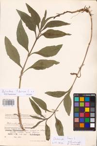 Helianthus tuberosus L., Eastern Europe, Lower Volga region (E9) (Russia)