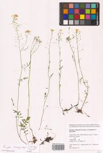 Rorippa brachycarpa (C.A.Mey.) Hayek, Eastern Europe, Lower Volga region (E9) (Russia)