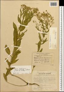 Lepidium chalepense L., Caucasus, Azerbaijan (K6) (Azerbaijan)