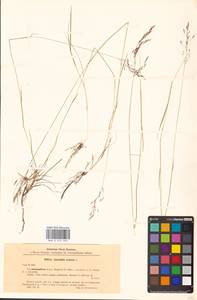 Agrostis canina L., Eastern Europe, North-Western region (E2) (Russia)