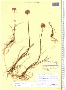Allium saxatile M.Bieb., Caucasus, North Ossetia, Ingushetia & Chechnya (K1c) (Russia)