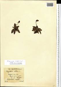 Pinguicula vulgaris L., Eastern Europe, Northern region (E1) (Russia)