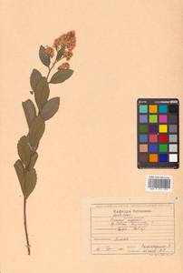 Spiraea salicifolia L., Siberia, Russian Far East (S6) (Russia)