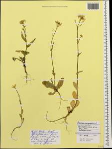 Brassica rapa subsp. oleifera (DC.) Metzg., Caucasus, North Ossetia, Ingushetia & Chechnya (K1c) (Russia)