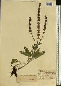 Salvia nemorosa subsp. pseudosylvestris (Stapf) Bornm., Eastern Europe, South Ukrainian region (E12) (Ukraine)