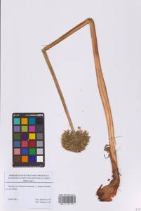 Allium cepa L., Eastern Europe, Moscow region (E4a) (Russia)