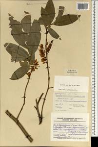 Vaccinium, South Asia, South Asia (Asia outside ex-Soviet states and Mongolia) (ASIA) (China)