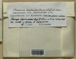 Climacium dendroides (Hedw.) F. Weber & D. Mohr, Bryophytes, Bryophytes - Chukotka & Kamchatka (B21) (Russia)