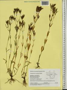 Centaurium erythraea, Eastern Europe, Central region (E4) (Russia)