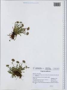 Erigeron uniflorus L., Western Europe (EUR) (Italy)