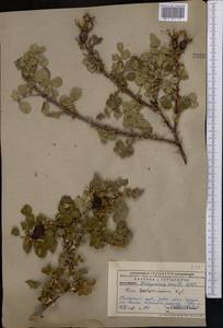 Rosa webbiana Wall., Middle Asia, Pamir & Pamiro-Alai (M2) (Uzbekistan)